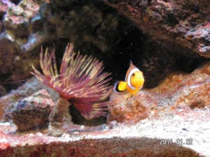 Clown and Feather Duster