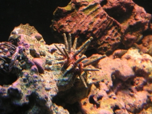 Sea Urchin