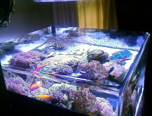 Carol's Tank color correct