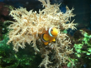 clowntree