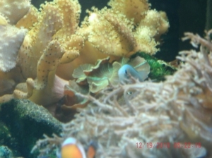 bg chromis