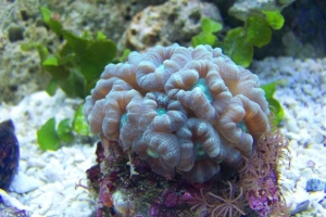 Candy Coral