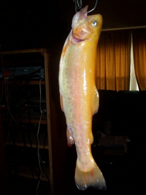 palimino