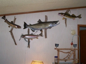 brown, rainbow, salmon, walleye