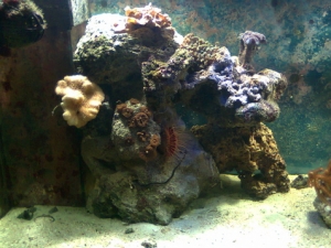 Part of my reef