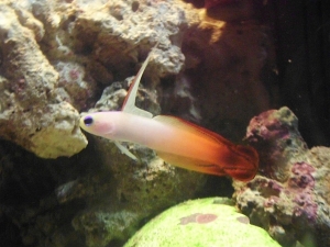 Firefish