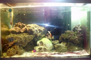 02-13-11. Firefish, Royal Gramma, 2 Blue-legged Hermits, 3 Red-Legged Hermits, Skunk Cleaner Shrimp, Greenbanded Pistol Shrimp, 2 Nassarius Snails, Turbo Snail, Astrea Snail, 27lbs LR.