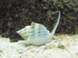 SuperTongan? Nassarius Snail