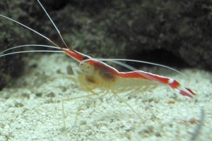 Skunk Cleaner Shrimp