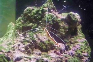 Skunk Cleaner Shrimp
