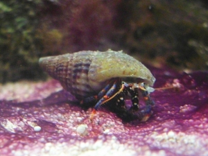 Dwarf Blue-legged Hermit Crab
