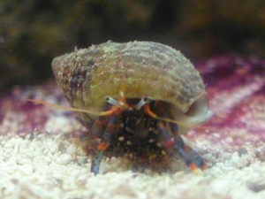Dwarf Blue-legged Hermit Crab