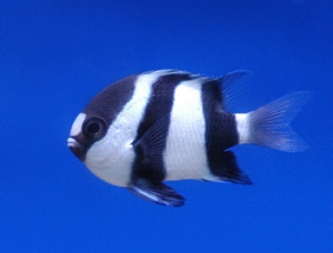 three striped damsel fish
 back when i first got him... he has become quite large now