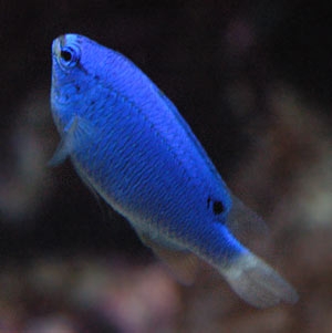 fiji blue devil damselfish

he is a sneaky one... cave dweller !