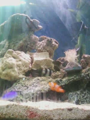 The tank as it sits now