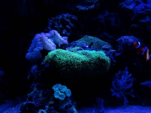 Night time.  I love my Fox coral under the actinics and stunner strips.