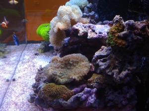 Side view.  The zoa colony started out with about 10 heads, this is about 6 months of growth after fragging the main colony into 3 more pieces (1 not seen).