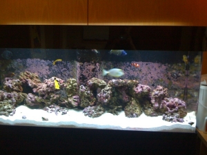 FTS aprox 6-8 months old at the time.