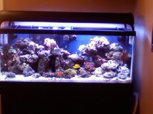 Fish Tank