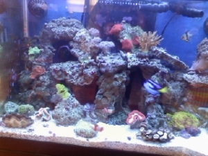 Fish Tank 2