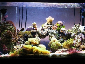 30 gal feb 2011 (6)