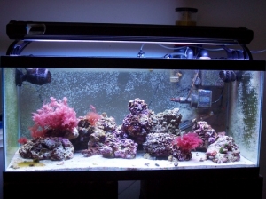 40b Reef