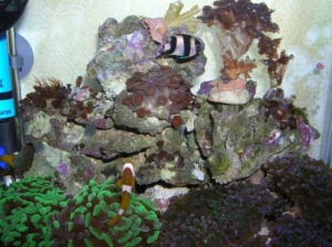 dscn7990 595