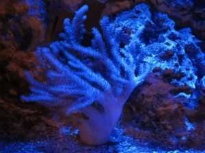 Colt Coral full