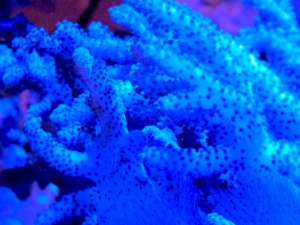 Colt Coral close