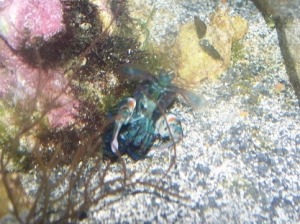 G. ternatensis threat display