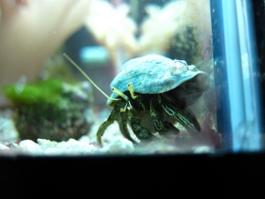 Hermit crabs must have changed shells 10 times in the first 30 minutes, but right back to "shell classic" following all the moving!