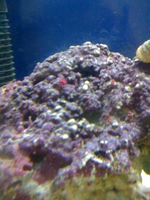 Live Rock with coraline algae and foramin growing on it