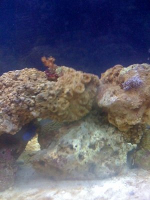 Kenya Tree and my poor Pulsing Xenia
