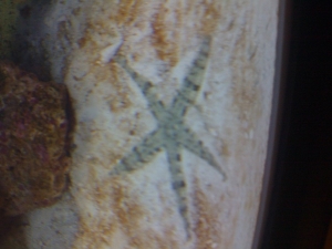 Sand sifting satr fish