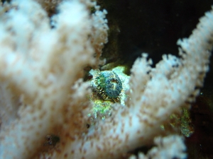 Chiton, natures little lawnmower.