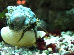 That cyano didn't last too long!