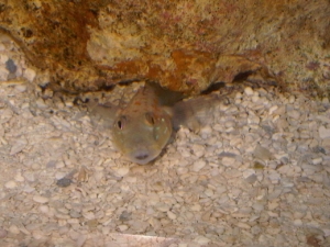 Murph Dirty hiding