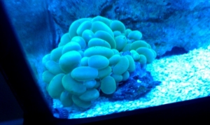 Bubble