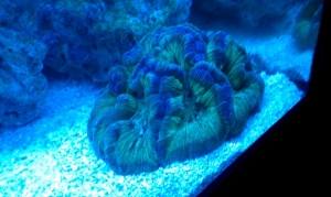 New brain