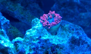 Pooling anemone