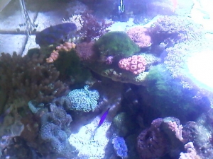 and no thats not hair algae, its maiden hair grass :)  its so soft looking. and is good for lowering nitrates