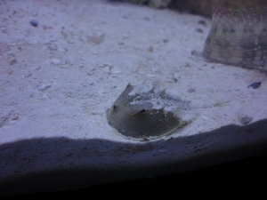 Horseshoe Crab