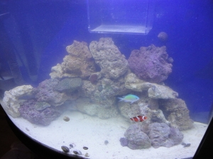 36 Gallon Bowfront
