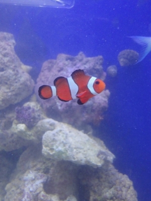 Clownfish True Perc