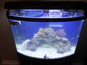 36 Gallon Bowfront