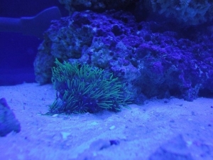 Green Star Polops under blue actinics