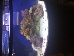 36 Gallon Bowfront