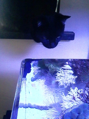 you woke me up with all that splashing. come here so i can eat you!