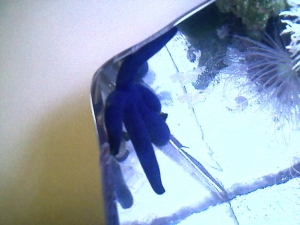 my starfish on may 1 2011 have had him 10 months now