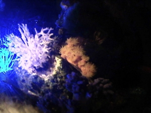 sun coral at night, now to get it to open in the day time. yes thats a dead acro :( i use it to keep bad tube worms in control.